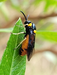 Pergidae