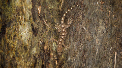 Gekko hokouensis