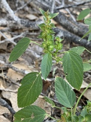 Acalypha neomexicana