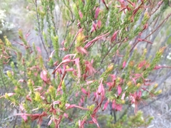 Erica plukenetii