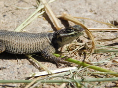 Sceloporus dugesii