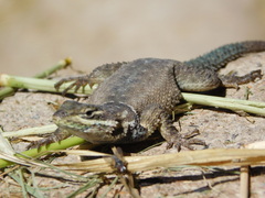 Sceloporus dugesii