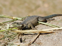 Sceloporus dugesii