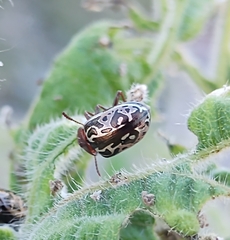 Zygogramma piceicollis