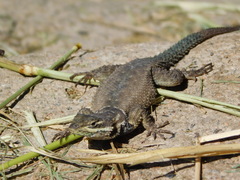 Sceloporus dugesii