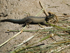 Sceloporus dugesii