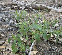 Acalypha neomexicana