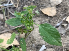 Acalypha neomexicana