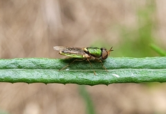 Odontomyia decipiens