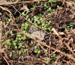 Burnsius communis