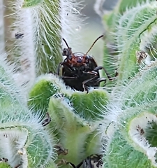 Zygogramma piceicollis