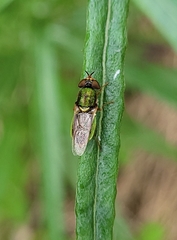 Odontomyia decipiens