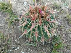 Ferocactus latispinus