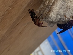 Polistes metricus
