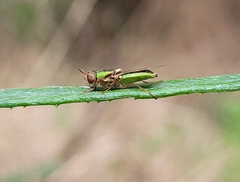 Odontomyia decipiens