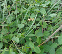 Strophostyles helvola