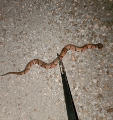 Agkistrodon laticinctus