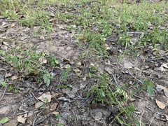 Acalypha neomexicana