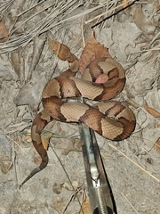 Agkistrodon laticinctus