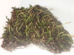 Tortella tortuosa