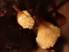 Hemitrichia calyculata