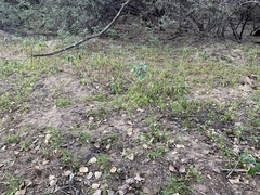 Acalypha neomexicana