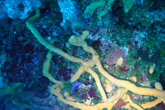 Gramma melacara
