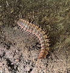 Pseudopolydesmus