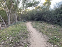 Acalypha neomexicana