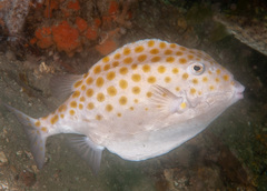 Anoplocapros inermis