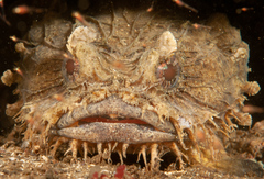 Batrachomoeus dubius