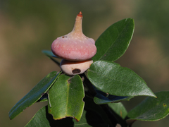 Heteroecus sanctaeclarae