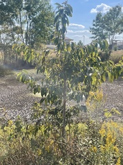 Diospyros virginiana