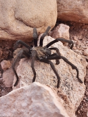 Aphonopelma prenticei