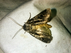 Agrotis robustior