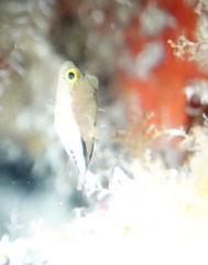Canthigaster rostrata