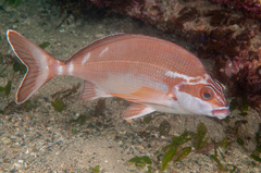 Morwong fuscus