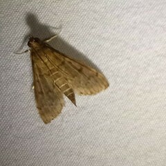 Herpetogramma phaeopteralis