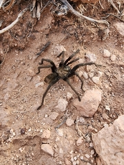 Aphonopelma prenticei