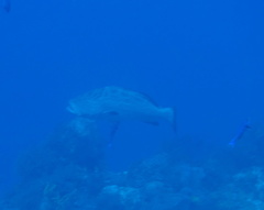Mycteroperca bonaci