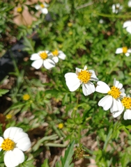 Bidens odorata