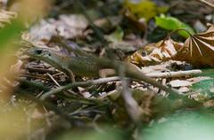 Eutropis rugifera
