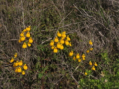 Calceolaria corymbosa