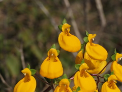 Calceolaria corymbosa