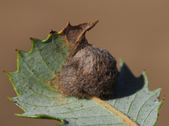 Disholandricus lasius