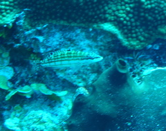 Serranus tigrinus