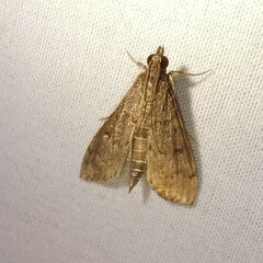 Herpetogramma phaeopteralis