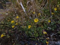 Erythranthe glabrata