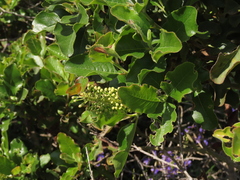 Escallonia pulverulenta