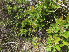 Escallonia pulverulenta